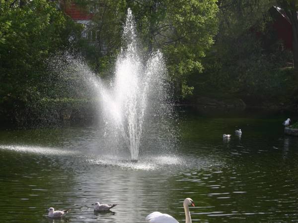 Svanedammen - Foto Ole Didriksen